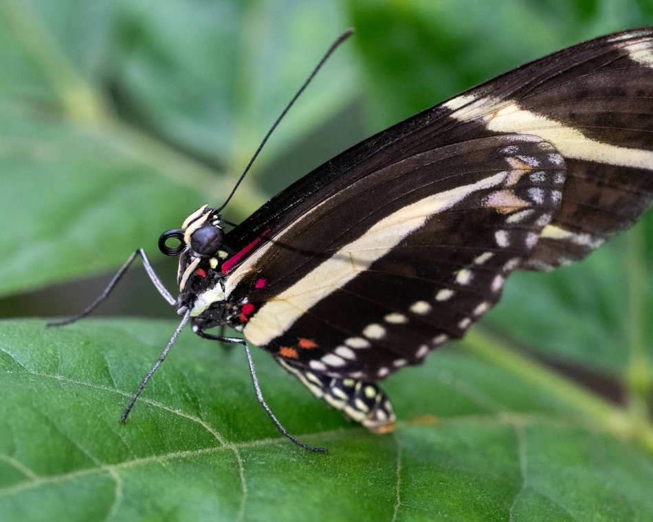 Łódź. Orientarium Zoo Łódź otwiera motylarnię! Spaceruj wśród najpiękniejszych motyli na świecie