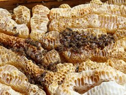 warsztaty z pszczelarstwa