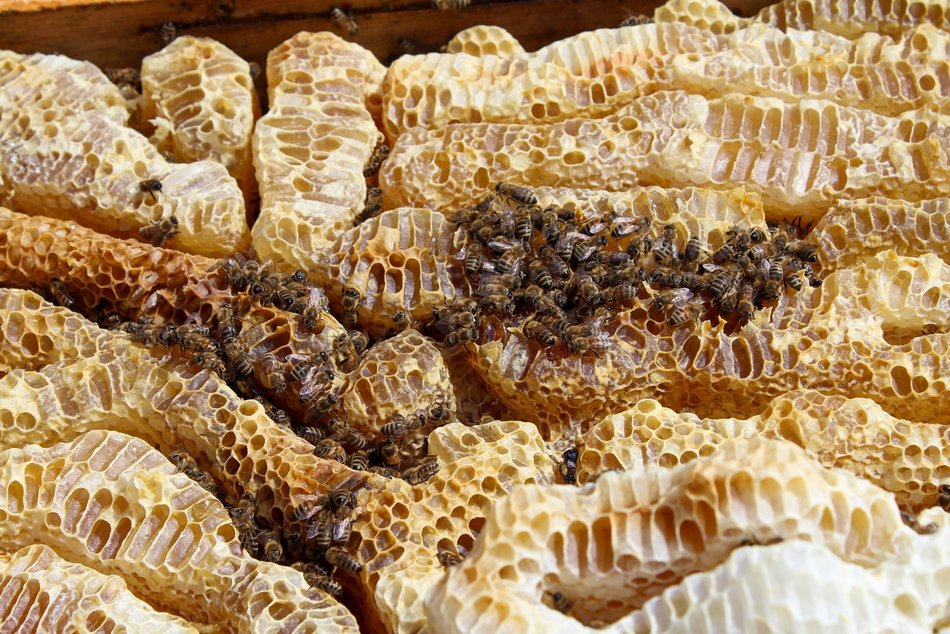 warsztaty z pszczelarstwa