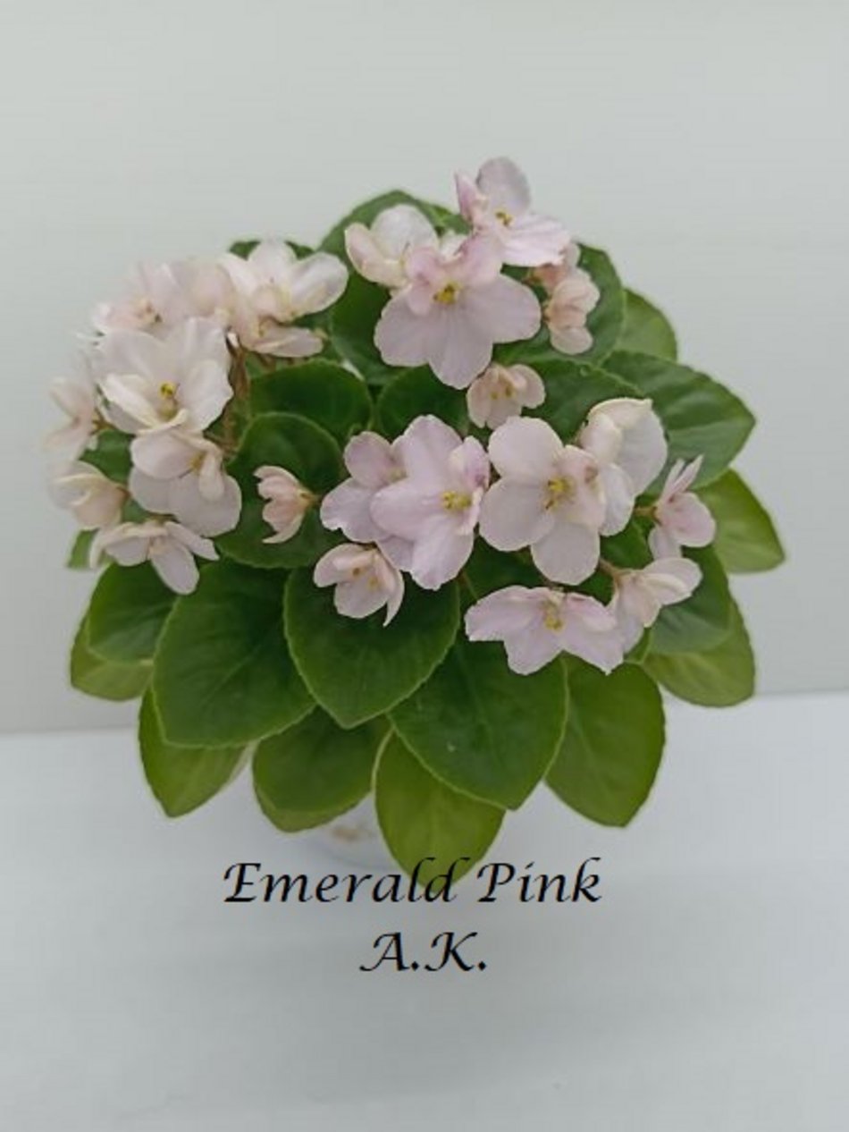 Łódź. Ponad 400 odmian fiołków afrykańskich. Niezwykła pasja Agnieszki Kunickiej-Kakietek