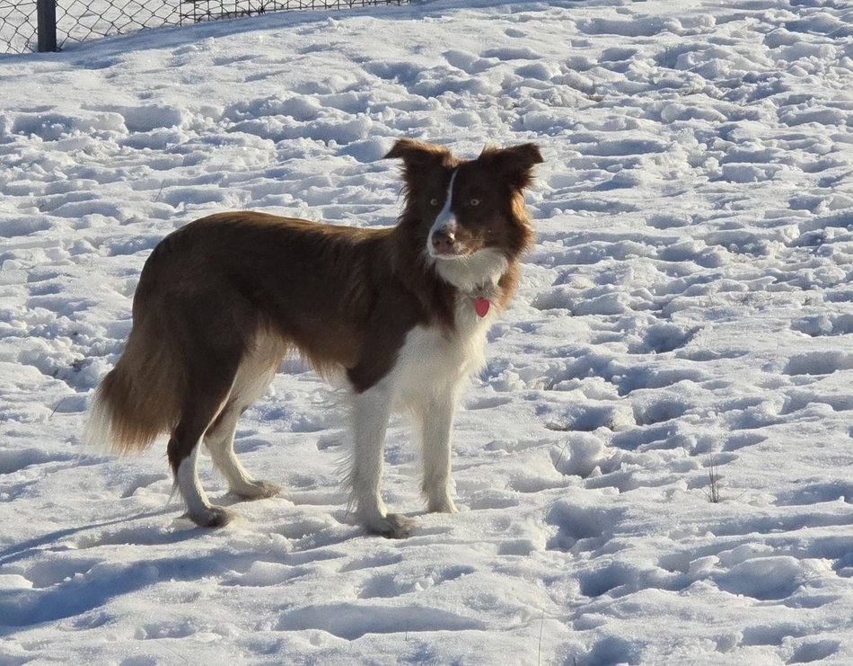 Łódź. Falcia to postrach ptaków na lotnisku w Łodzi!