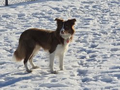 Łódź. Falcia to postrach ptaków na lotnisku w Łodzi!