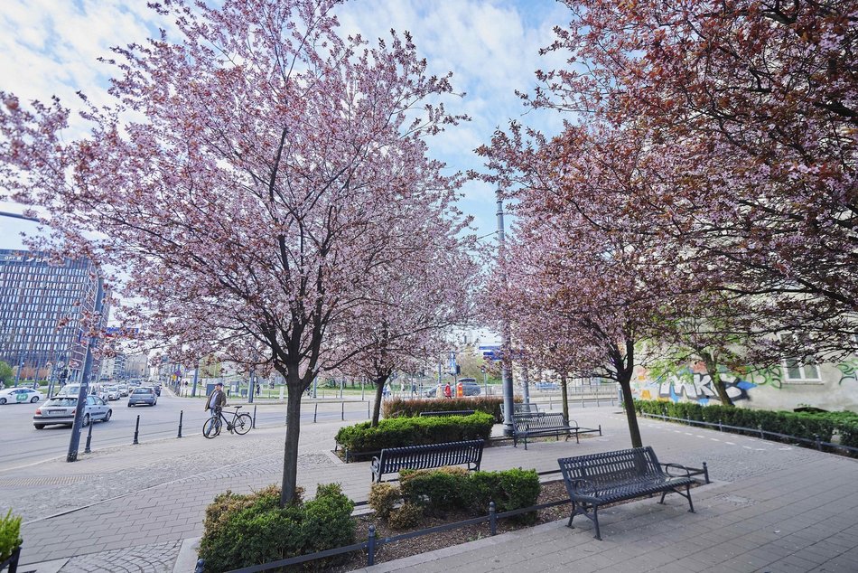 Łódź. Na skrzyżowaniu Kilińskiego i Narutowicza niczym w Japonii. Różowe drzewa przykuwają wzrok!