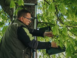 Łódź. Łódź ratuje kasztanowce. Aż 1000 pułapek na szrotówka na ulicach miasta