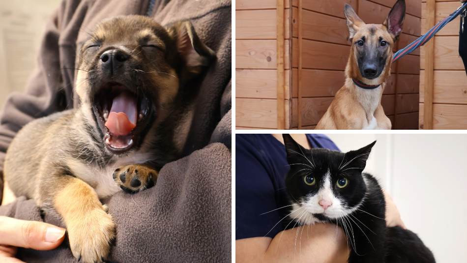 Łódź. Kraty schroniska w Łodzi zamiast choinki