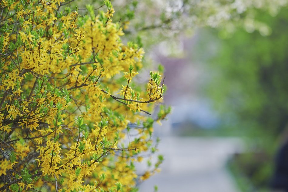 Łódź. Wiosna zagościła na skwerze przy Narutowicza i Sienkiewicza. Przyroda w Łodzi zachwyca!