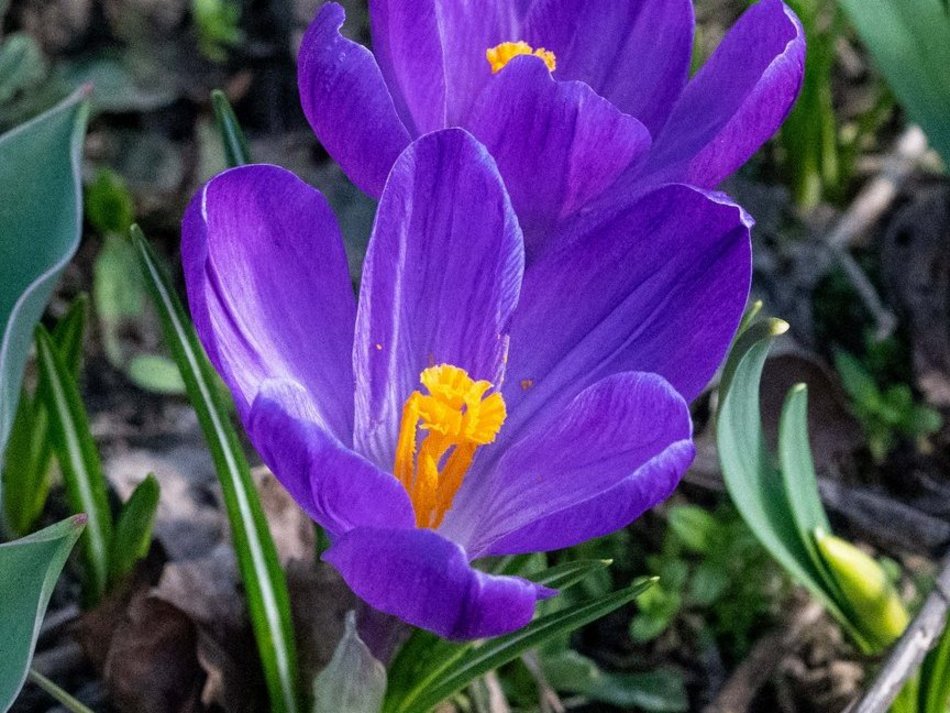 Łódź. Żonkile i krokusy opanowały Piłsudskiego. Wiosna w Łodzi w najpiękniejszym wydaniu