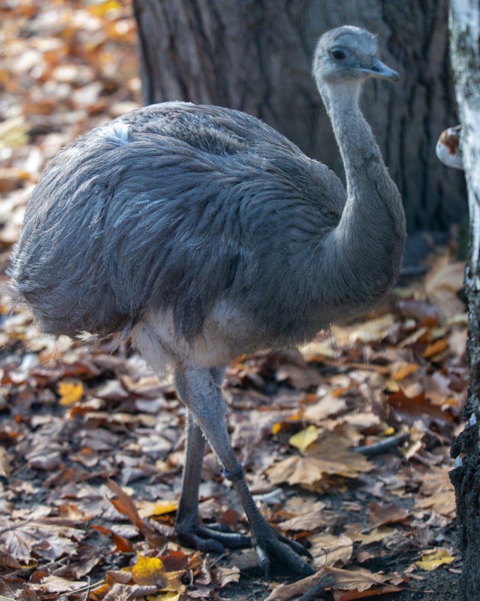 Wybierz się na wielkanocny spacer do Orientarium Zoo Łódź