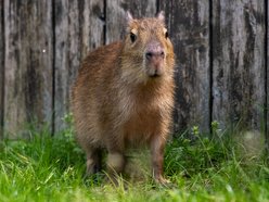 Kapibary w Orientarium Zoo Łódź