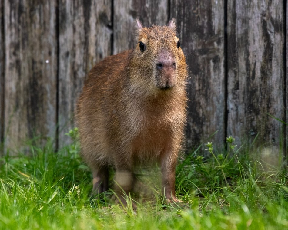 Kapibary w Orientarium Zoo Łódź