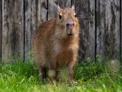 Kapibary w Orientarium Zoo Łódź