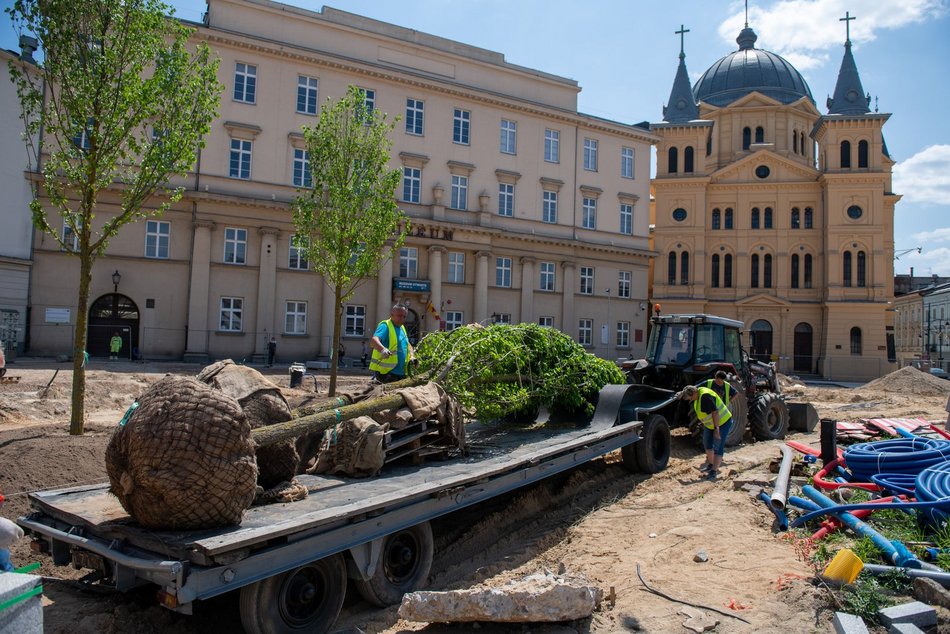 Pierwsze drzewa na remontowanym placu Wolności w Łodzi.