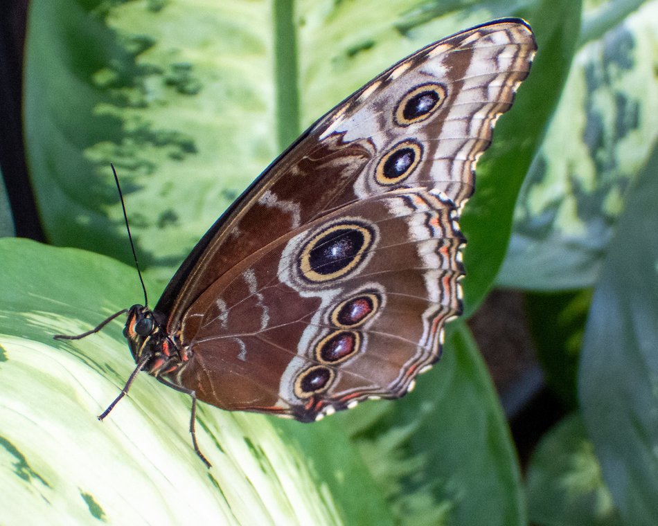 Łódź. Motylarnia w Orientarium Zoo Łódź już otwarta! Zobacz najpiękniejsze motyle świata