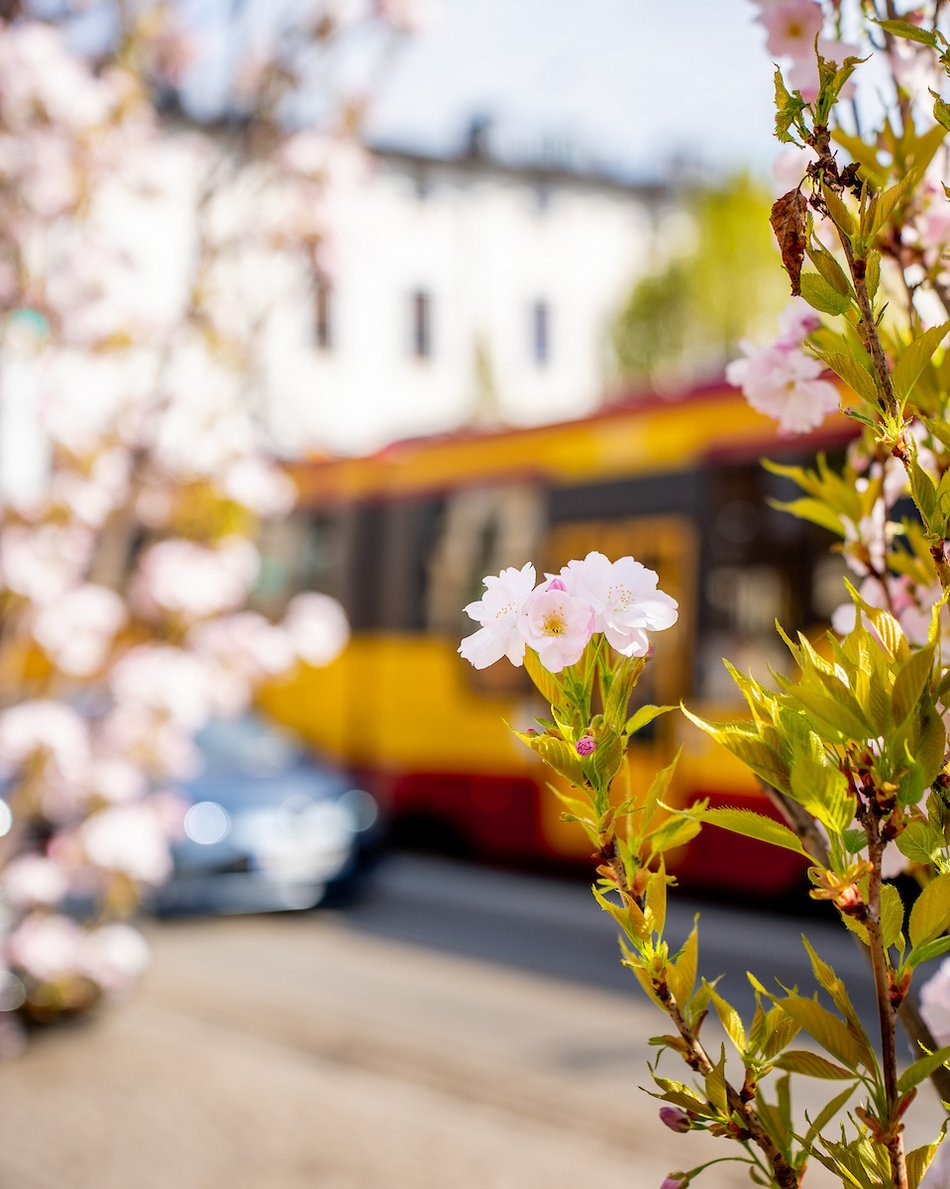 Łódź. Najpiękniejszy skwer? Kiedyś zaniedbany trawnik, dzisiaj kwitnący ogród