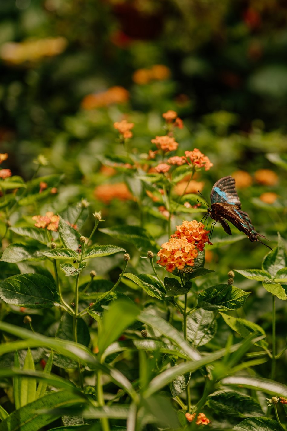 Łódź. Orientarium Zoo Łódź otwiera motylarnię! Spaceruj wśród najpiękniejszych motyli na świecie
