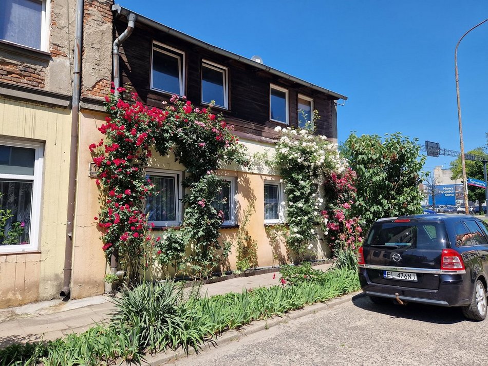 Najbardziej ukwiecony domek w Łodzi? Róże pokrywają niemal całą elewację