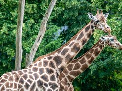 Dzień żyrafy w Orientarium Zoo Łódź. Dmuchańce, maseczki, naklejki i stoisko edukacyjne