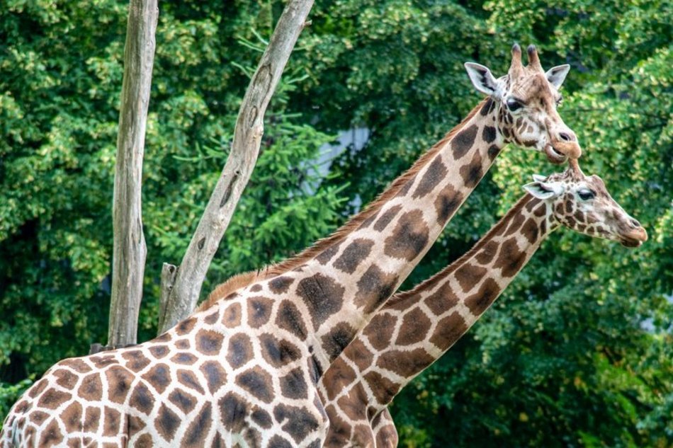 Dzień żyrafy w Orientarium Zoo Łódź. Dmuchańce, maseczki, naklejki i stoisko edukacyjne