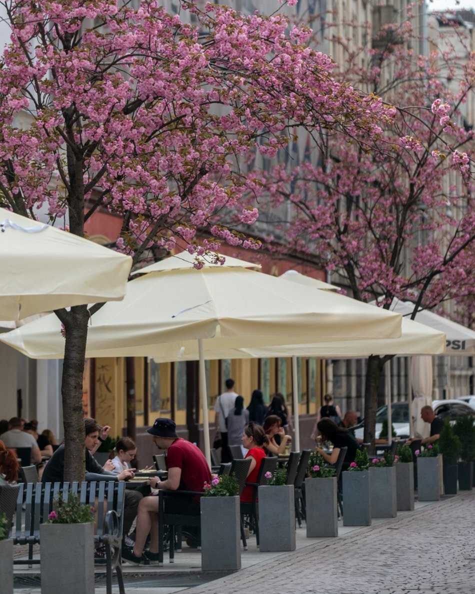 Zjawiskowy woonerf 6 sierpnia w Łodzi w wiosennych szatach! Rozkwitły wiśnie kanzan!