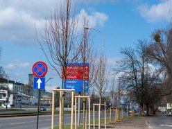 Łódź. Łódź zazieleni się na wiosnę! Zasadzono więcej drzew przy Różyckiego