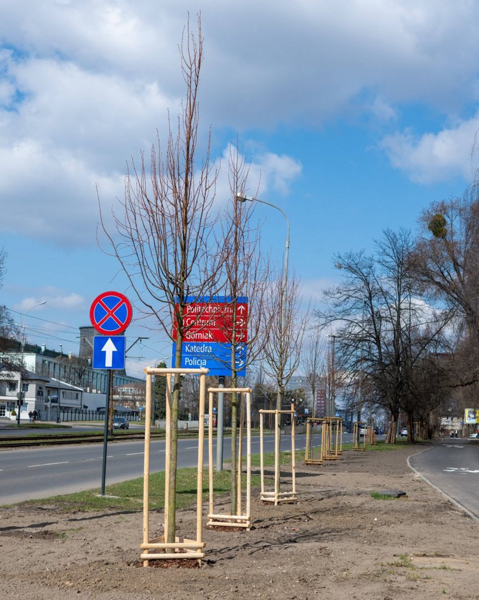 Łódź. Łódź zazieleni się na wiosnę! Zasadzono więcej drzew przy Różyckiego
