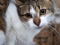 Łódź. Kot Ikar ze schroniska w Łodzi poszukuje nowego domu. Pokochaj ten pyszczek!