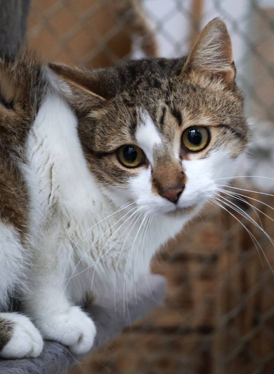 Łódź. Kot Ikar ze schroniska w Łodzi poszukuje nowego domu. Pokochaj ten pyszczek!