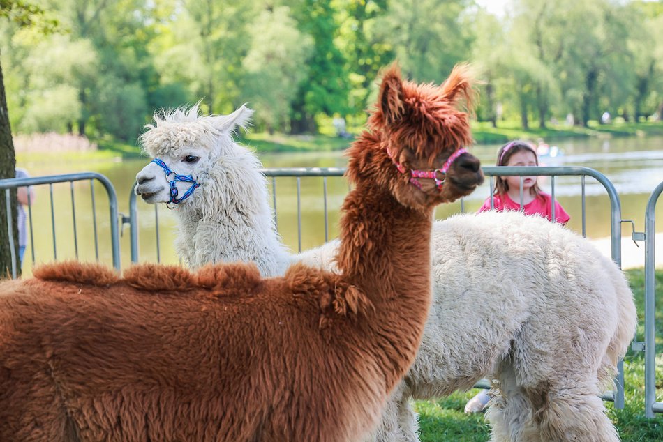 Łódź. Piknik na Stawach Jana. Masa atrakcji dla łodzian w każdym wieku!