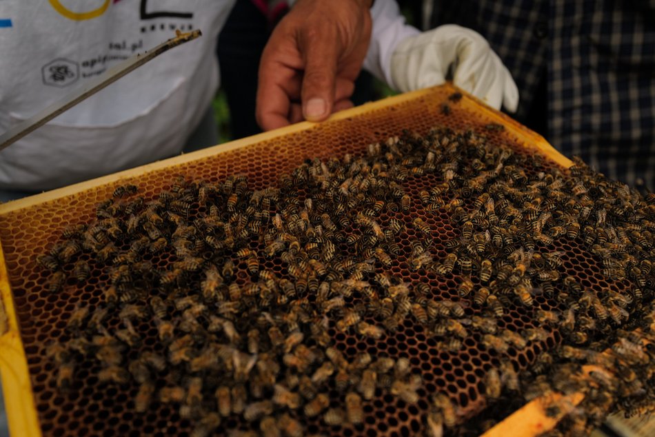 Łódź. Bez nich nie ma życia. Łódź dba o pszczoły nie tylko w Światowy Dzień Pszczół