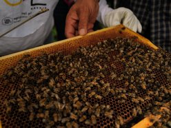 Łódź. Bez nich nie ma życia. Łódź dba o pszczoły nie tylko w Światowy Dzień Pszczół