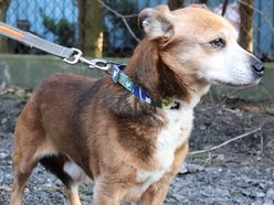 Łódź. Koneser relaksu do adopcji! Pies Fakir czeka na nowy, kochający dom