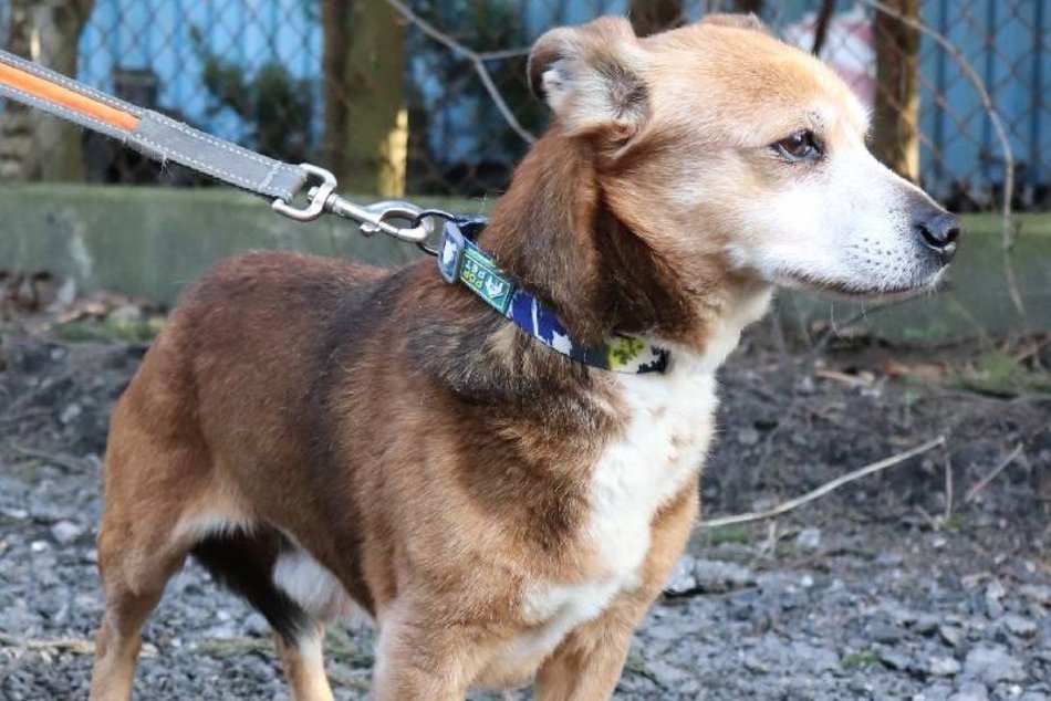 Łódź. Koneser relaksu do adopcji! Pies Fakir czeka na nowy, kochający dom