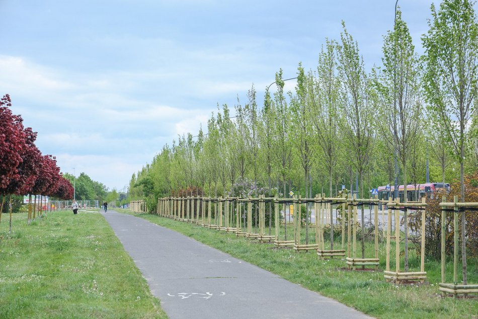 Łódź. Aż 100 nowych drzew na Olechowie w Łodzi! To Łodzianie wybrali lokalizację w plebiscycie