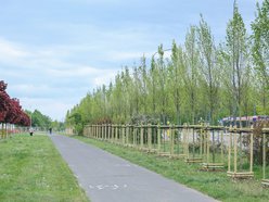 Łódź. Aż 100 nowych drzew na Olechowie w Łodzi! To Łodzianie wybrali lokalizację w plebiscycie