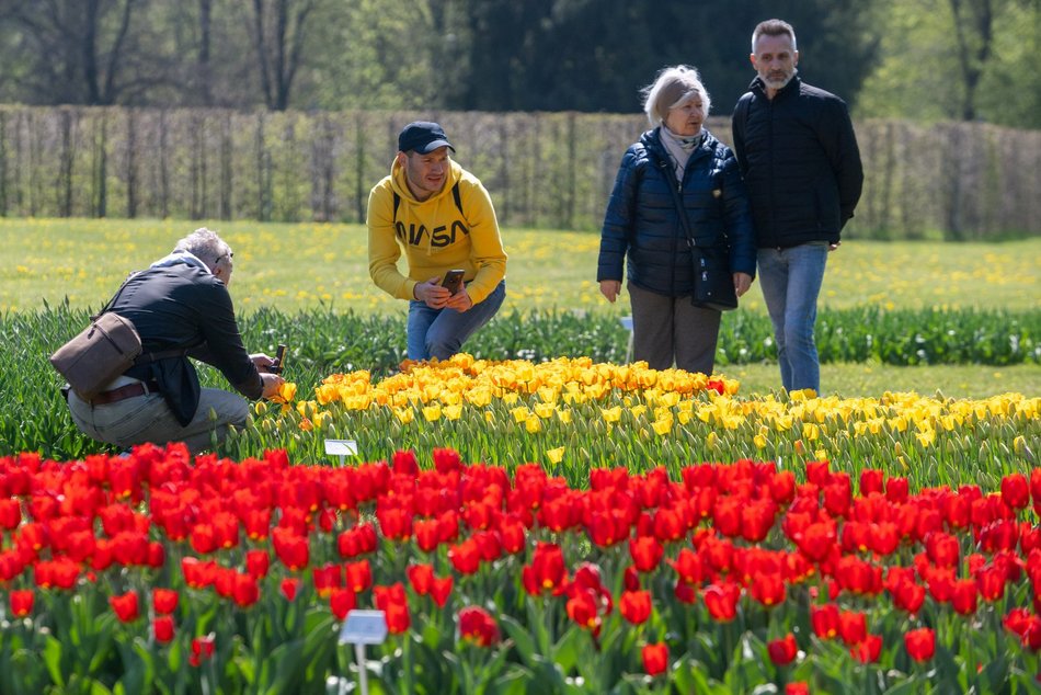 Łódź. Tysiące tulipanów w Ogrodzie Botanicznym w Łodzi. Przyjdź i zobacz je na własne oczy!