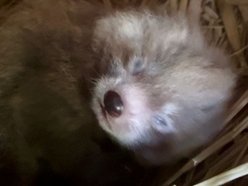 Łódź. Kolejne narodziny w Orientarium Zoo Łódź. Panda mała po raz trzeci została mamą!