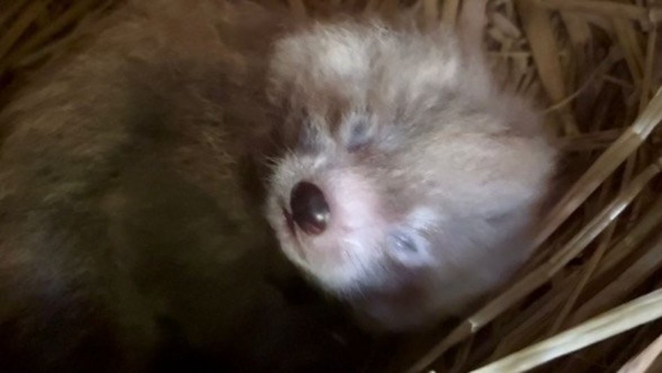 Łódź. Kolejne narodziny w Orientarium Zoo Łódź. Panda mała po raz trzeci została mamą!
