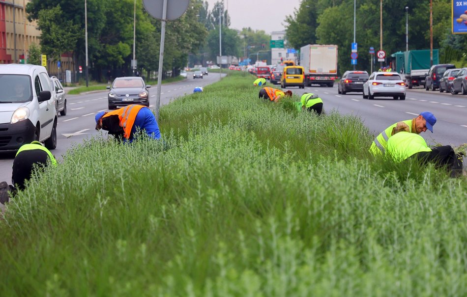 Precz z chwastami przy Kopcińskiego. Tak dba się o zieleń w Łodzi