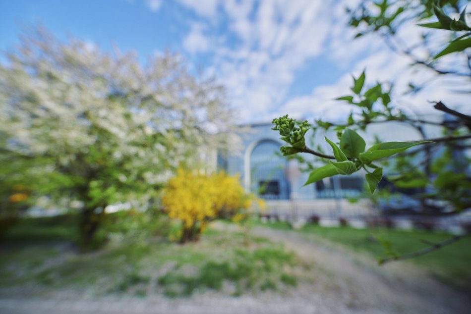 Łódź. Wiosna zagościła na skwerze przy Narutowicza i Sienkiewicza. Przyroda w Łodzi zachwyca!