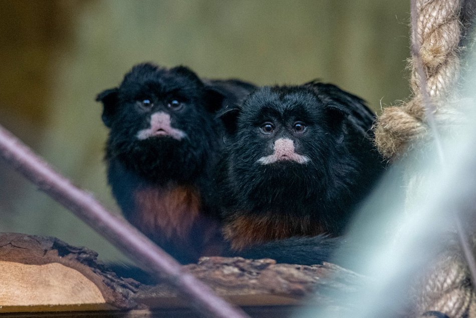 fot. Orientarium Zoo Łódź