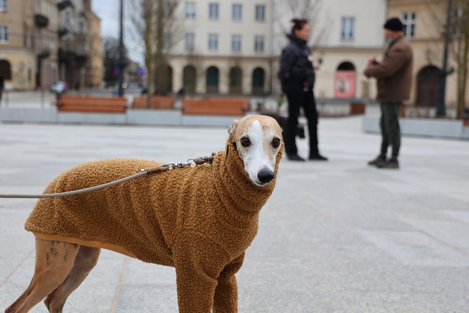 Parada Kundelków w Łodzi