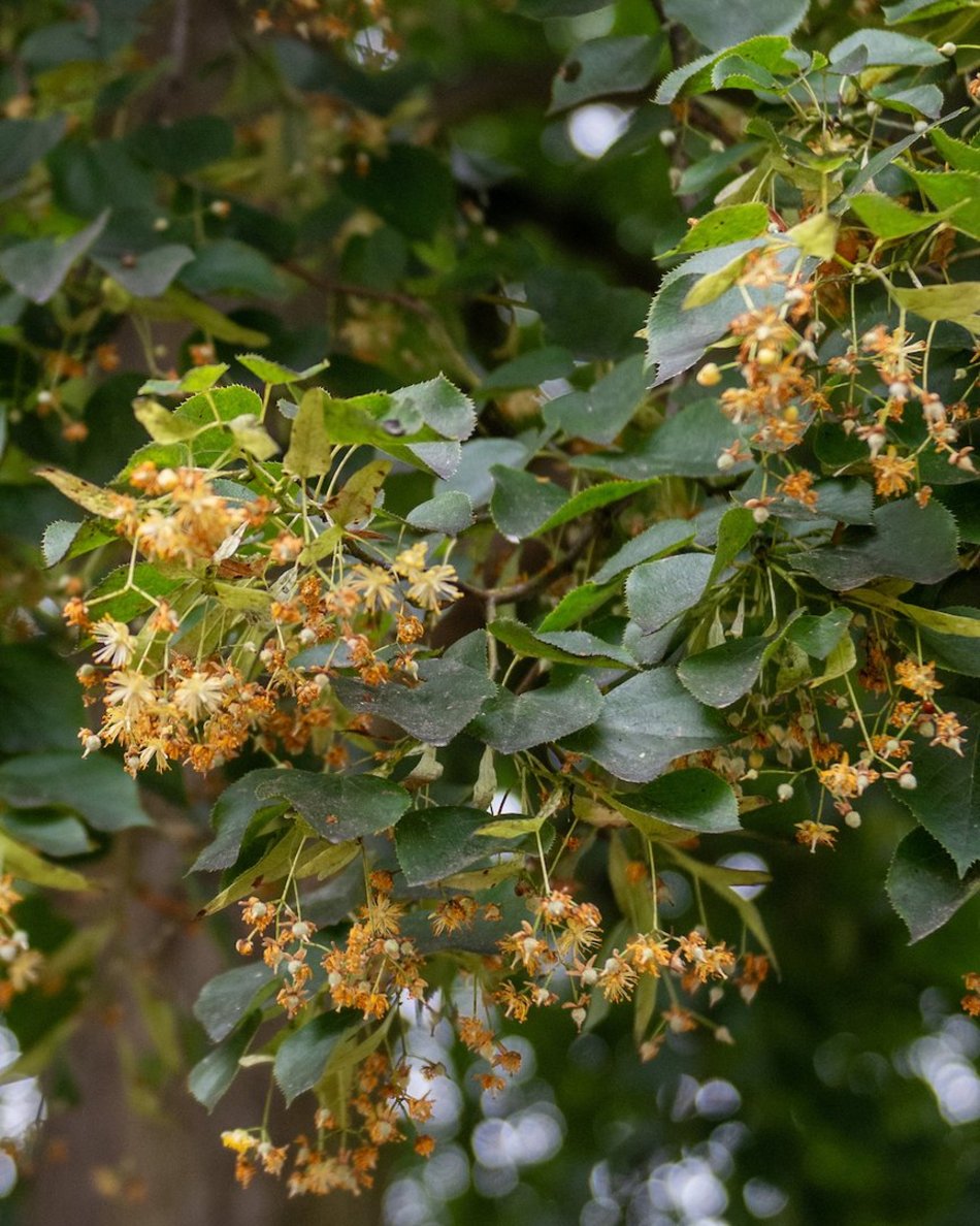 Łódź. Lipowa aleja w parku na Zdrowiu. Zielone serce Łodzi