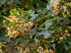 Łódź. Lipowa aleja w parku na Zdrowiu. Zielone serce Łodzi