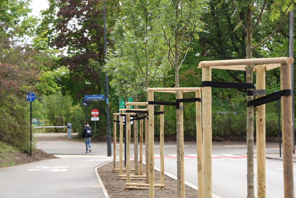 Łódź. Prawie 100 nowych drzew w Łodzi! Jesiony, lipy pojawiły się w centrum miasta