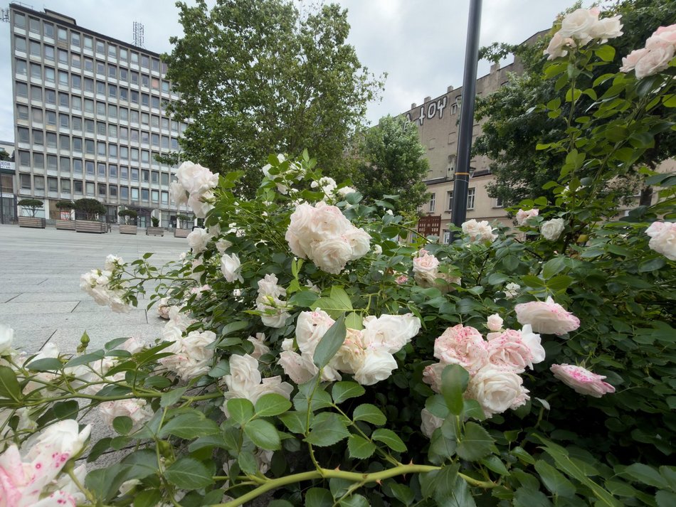 Łódź. Róże