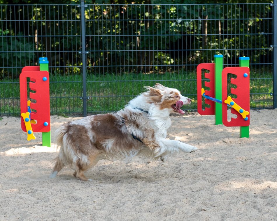 Łódź. Z czworonogiem na plac zabaw? W Łodzi powstaną kolejne psie parki