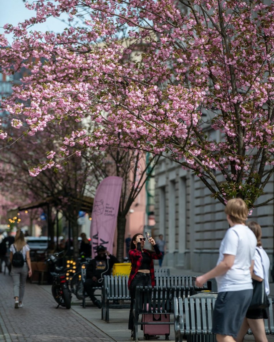 Zjawiskowy woonerf 6 sierpnia w Łodzi w wiosennych szatach! Rozkwitły wiśnie kanzan!