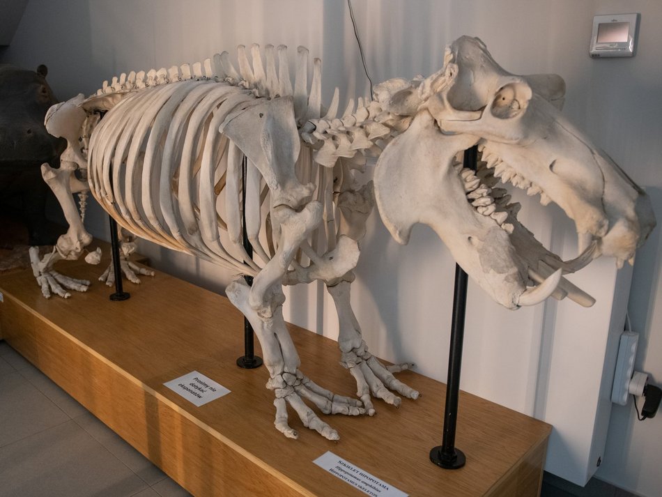 Łódź. Odkryj Muzeum Przyrodnicze w Łodzi. To niezwykły świat zwierząt, dinozaurów, tajemnic natury i przygód!