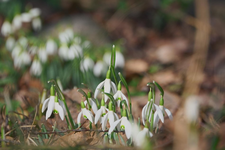 Łódź. Ogród Botaniczny w Łodzi