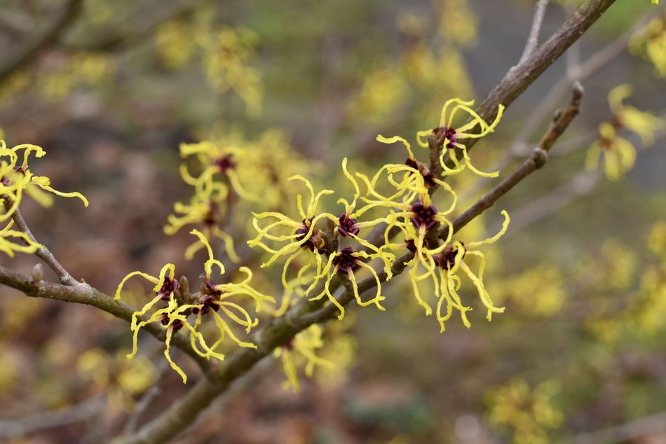 Łódź. Ogród Botaniczny w Łodzi gotowy na wiosenny sezon spacerowy. Kiedy otwarcie?